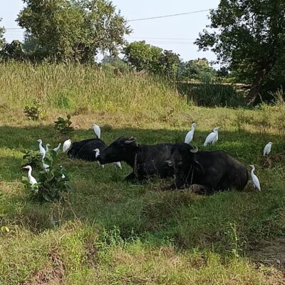 न जाने कहांँ ठहरेगा?