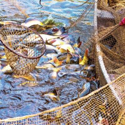 हाइकु: आहार।