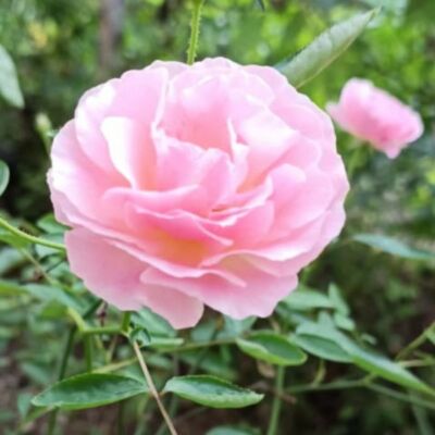 सच्चा मीत