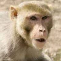 बंदरा (बुंदेली बाल कविता)