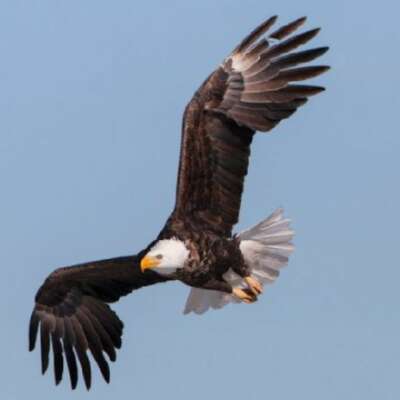 तक़दीर की उड़ान