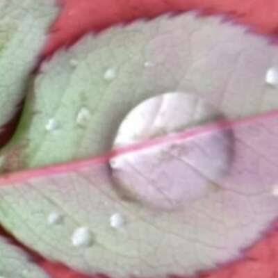 जमातों में पढ़ों कलमा,