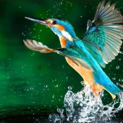 ✍️जिंदगी का बोझ✍️