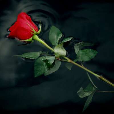 फूल अब शबनम चाहते है।