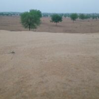 हथिनी की व्यथा