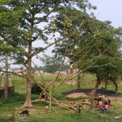 संघर्षी वृक्ष