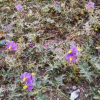 मन की संवेदना