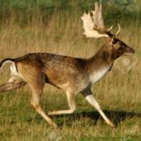 कस्तूरी मृग