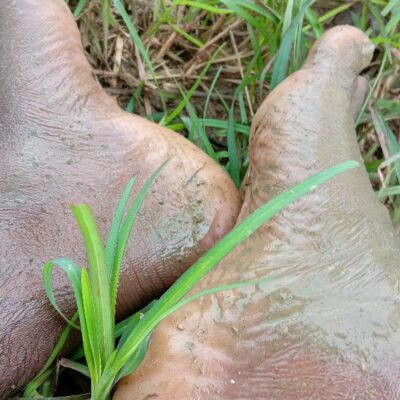 साम्ब षट्पदी