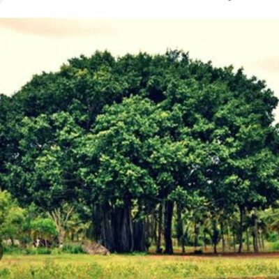 पौधरोपण