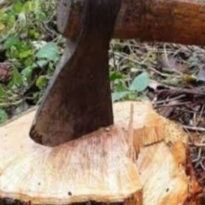 ✍️पेड़ की आत्मकथा✍️