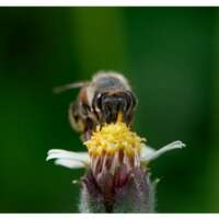 प्रेम में डूबे रहो