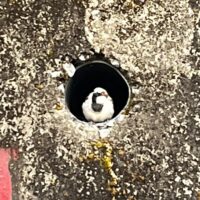 चिड़िया की बस्ती