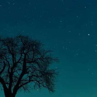 सूखा पेड़