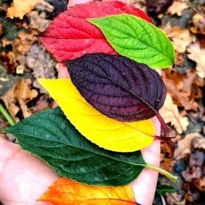 फ़ितरत का रहस्य