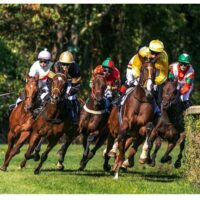 रेस का घोड़ा