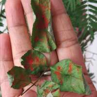 बेलपत्र