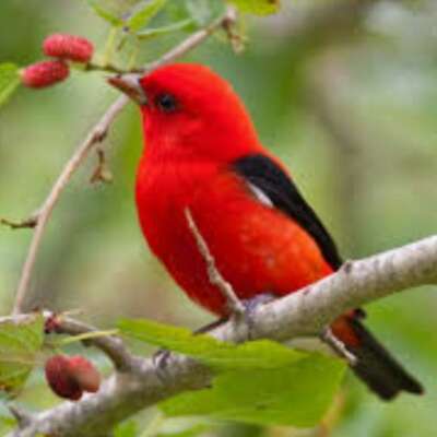 चिड़िया