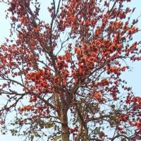 पलाश की कहानी