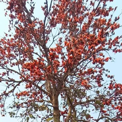 पलाश की कहानी