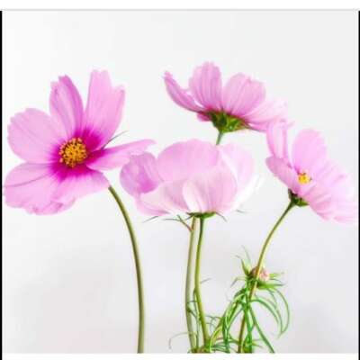 *पुष्प जैसे खिल रहा (गीतिका)*