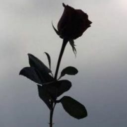 तन्हां जो छोड़ जाओगे तो...