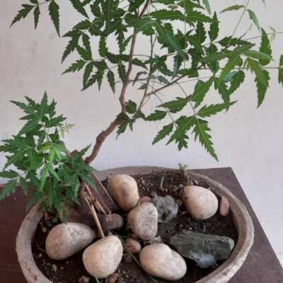 मुमकिन हो जाएगा