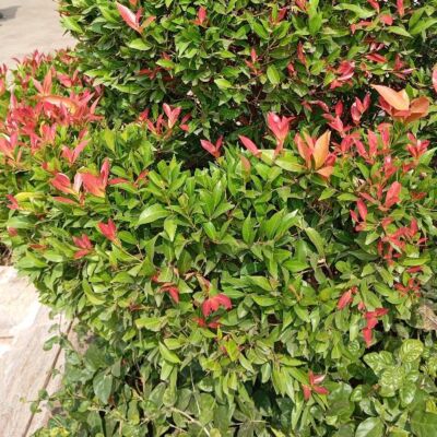 फरेब के ताने- बाने