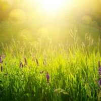 परमपिता तेरी जय हो !