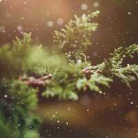 लटक गयी डालियां