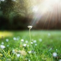 कविता// घास के फूल