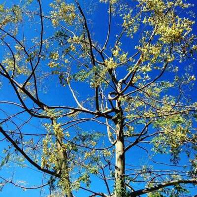 ■ मौसमी दोहा