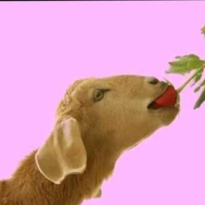 प्रेम की अनिवार्यता