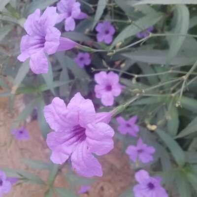 वह नारी है