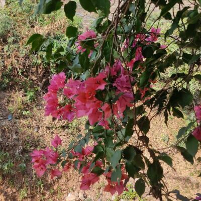 प्यारा रूप मनोहर