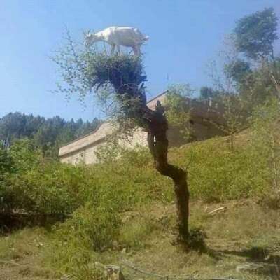 *मय या मयखाना*