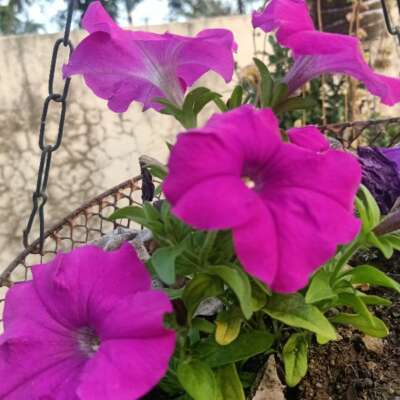 बसंती हवा