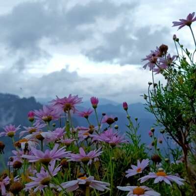 If We Are Out Of Any Connecting Language.