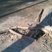 ऐजुकेटेड चोर की थी गालगोई शानदार