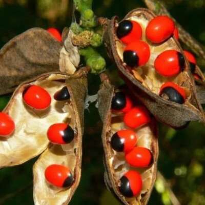 शब्दों को गुनगुनाने दें