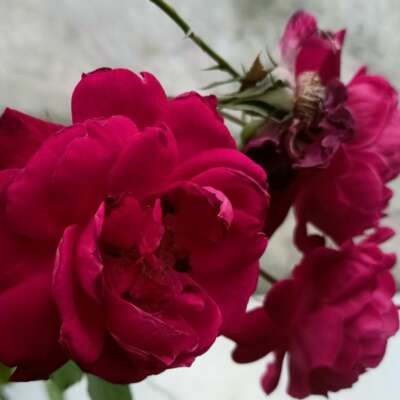 स्नेह का बंधन