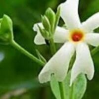 परख और पारखी