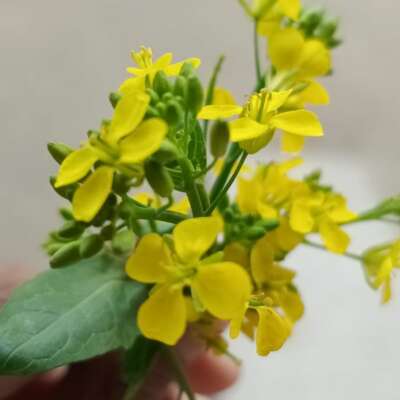 फिर वसंत आया फिर वसंत आया