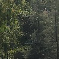 हिन्दी के हित