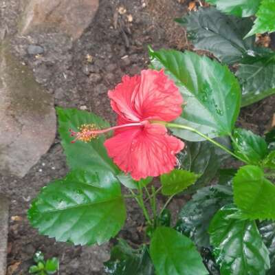 बिखरा ख़ज़ाना