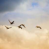 (हमसफरी की तफरी)