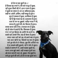 हो तेरा घर बार कुत्तों का...!