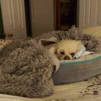 यह कैसा आया ज़माना !!( हास्य व्यंग्य गीत गजल)