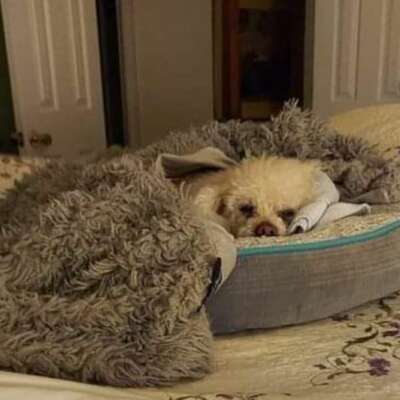 यह कैसा आया ज़माना !!( हास्य व्यंग्य गीत गजल)