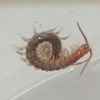 खेल और भावना